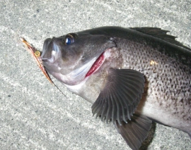 A Black cod A Black cod