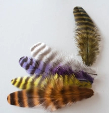 Dyed grizzly hen Dyed grizzly hen