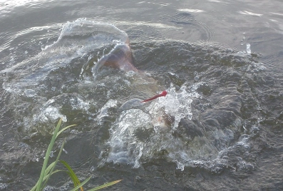 A Munker at work A Munker at work