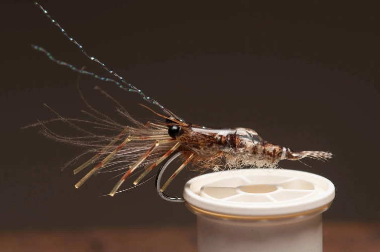 A shrimp emerged A shrimp emerged