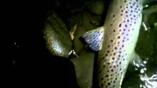 Video thumb for Fly Fishing for Monster Brown Trout at Night.