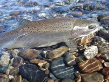 User submitted picture: FinsII