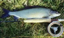 User submitted picture: A nice 19 inch grayling t...