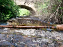 User submitted picture: Angled trout Bamboo
 of ...