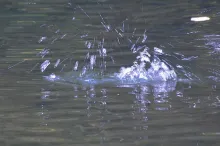 User submitted picture: The take of a dry fly