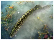 User submitted picture: pike