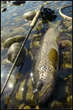 User submitted picture: brown trout of the gave d...