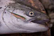 User submitted picture: seatrout