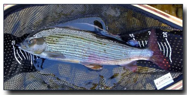 User submitted picture: on a âdryââ¦.