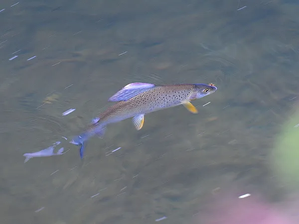 User submitted picture: Greyling - close to relea...