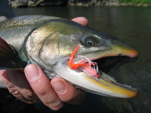 User submitted picture: Macro of a pretty Dolly 