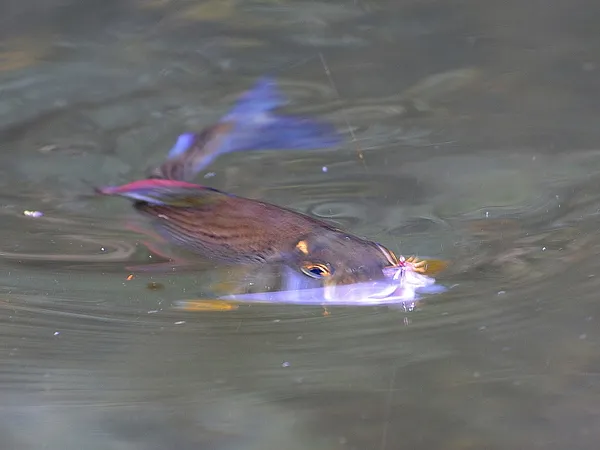 User submitted picture: Greyling - close to the s...