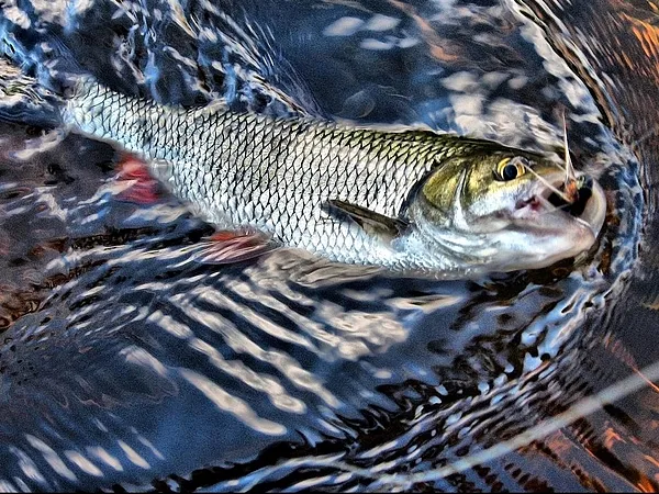 User submitted picture: ...Chub catch the bug...