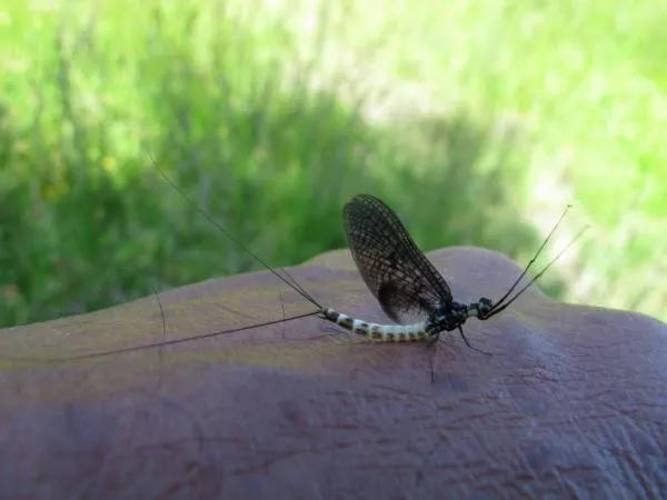 User submitted picture: I like this close up from...