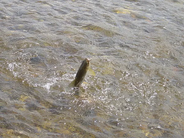 User submitted picture: Medium sized grayling tak...